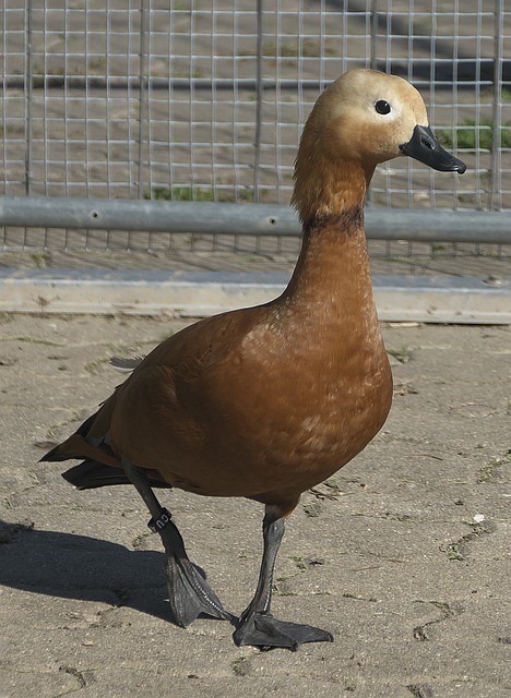 与帕尔梅拉