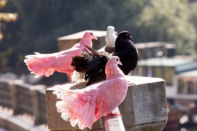 他们展示了 他们展示了